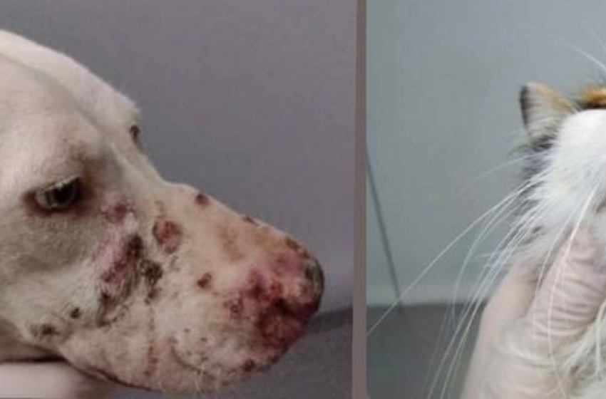 Secretaria Extraordinária do Bem Estar Animal faz alerta sobre Esporotricose