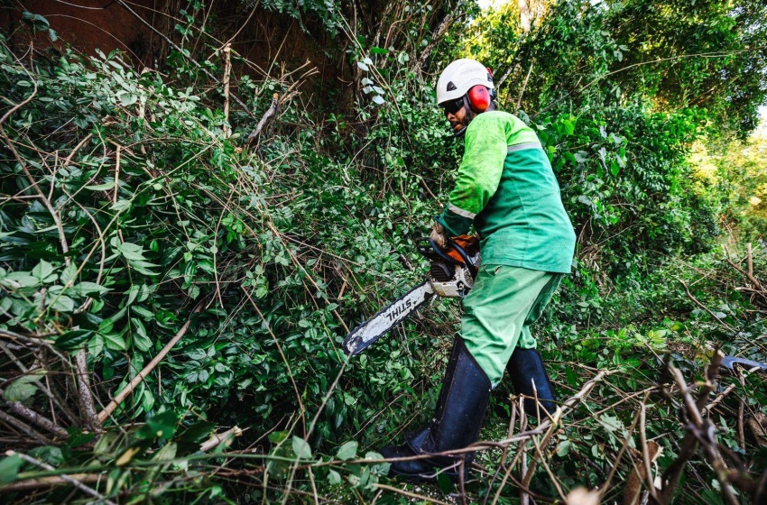 Prefeitura de Maceió registra aumento de 50% em ações de poda e supressão de árvores no período chuvoso