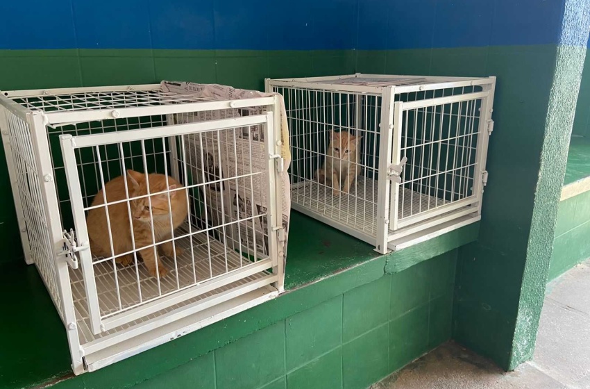 Gatos em situação de rua recebem cuidados da Secretaria de Bem Estar Animal