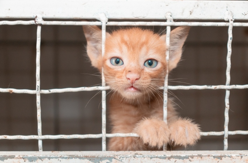Conheça medidas preventivas sobre doença que afeta pele de animais e seres humanos