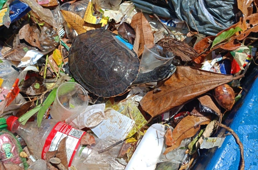 Tripulação do Ecoboat resgata tartaruga em meio ao lixo descartado irregularmente em Jaraguá