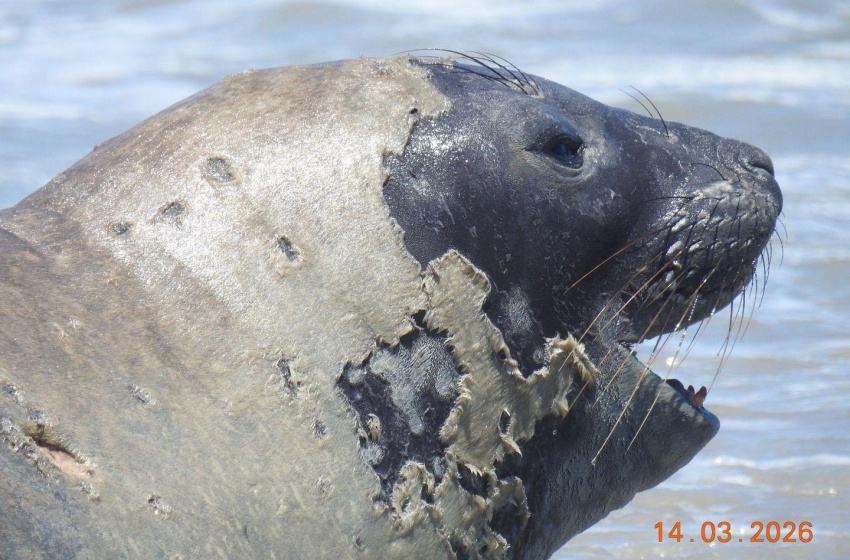Banhistas devem manter distância de elefante-marinho que chegou à praia de Maceió