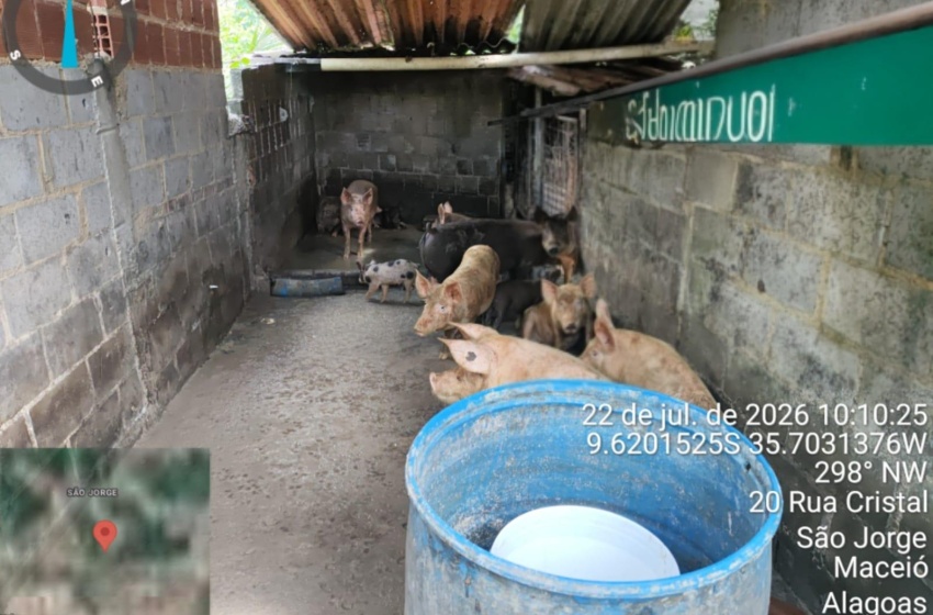 Fiscalização do Iplam fecha pocilga no São Jorge