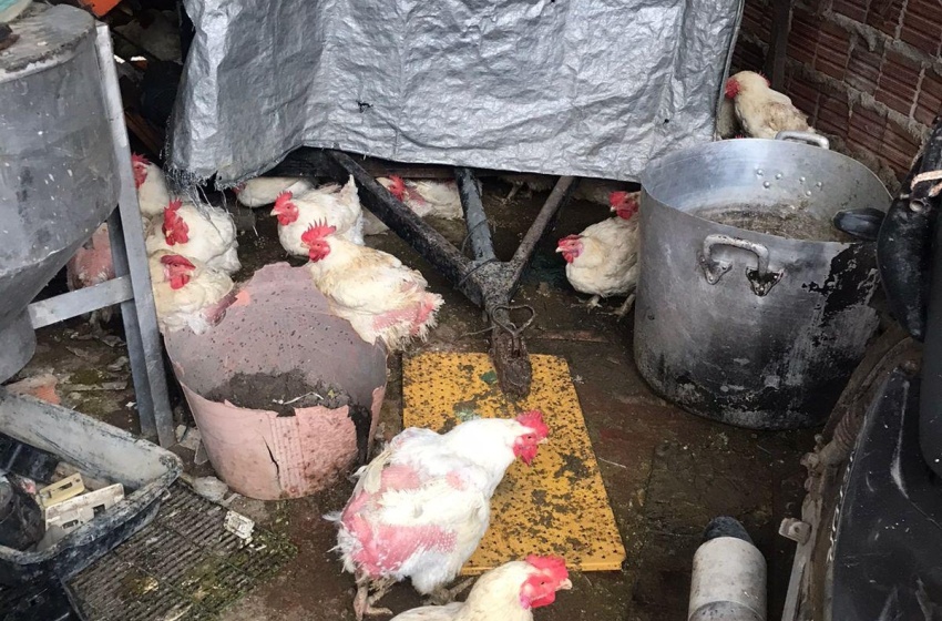 Vigilância Sanitária interdita avícola no Poço