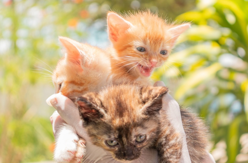 Prefeitura leva 16 animais para adoção neste domingo (17)