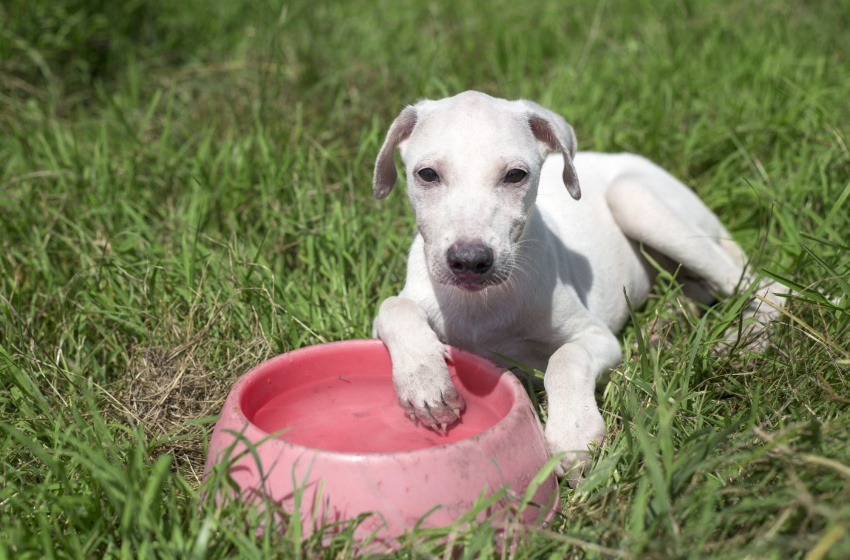 Saúde orienta tutores sobre cuidados com os pets durante o verão