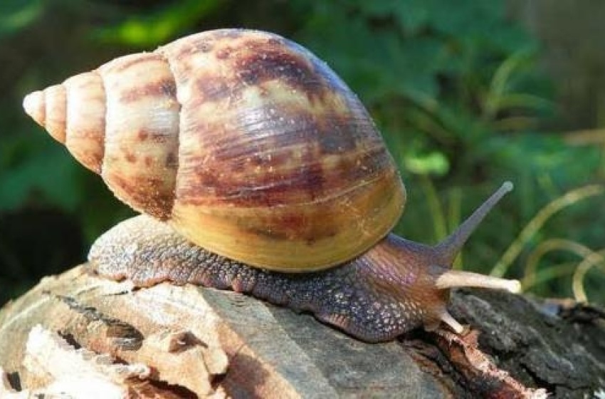 Saúde alerta para a proliferação de caracol africano no período chuvoso