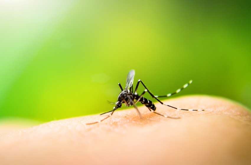 Saúde reforça importância do combate ao mosquito Aedes aegypti
