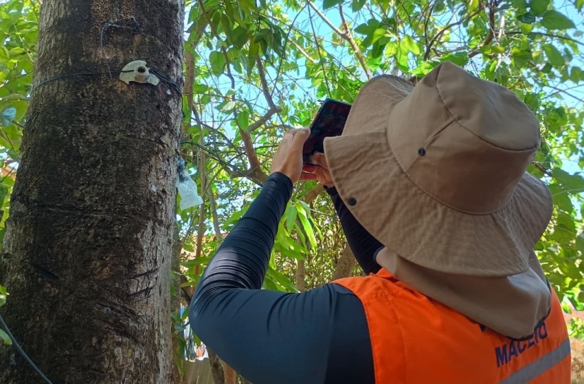 Saiba como identificar árvores com risco durante o período chuvoso