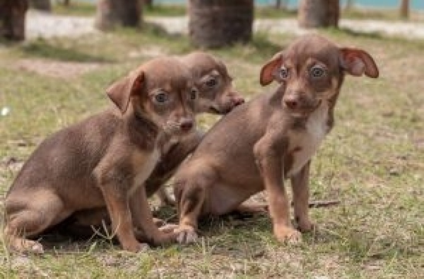 Gabinete da Causa Animal leva 17 animais para feira de adoção no domingo (6)