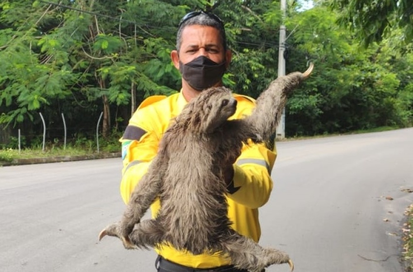 Bicho Preguiça é resgatado por agentes da SMTT