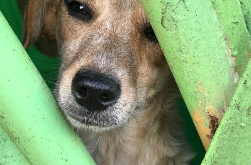 Vigilância em Zoonoses resgata animais abandonados em clínica veterinária