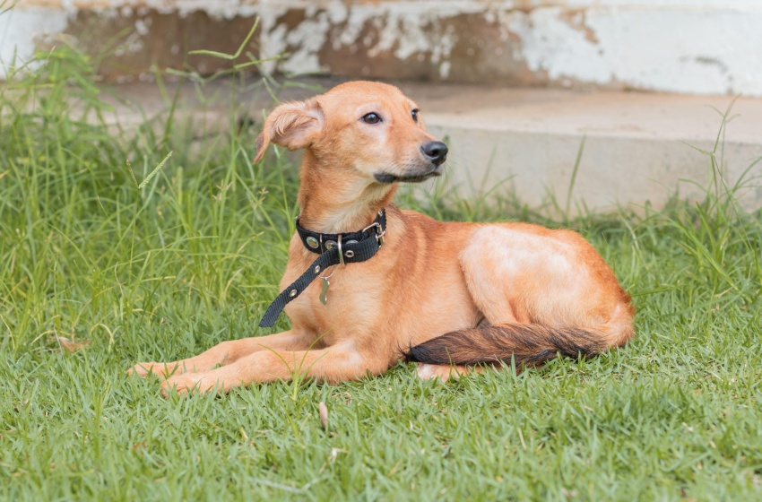 Prefeitura de Maceió abre edital para cadastro de ONGs e protetores independentes de animais