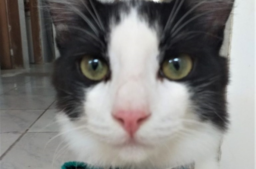 Animais recolhidos no Mercado da Produção começam a ser adotados