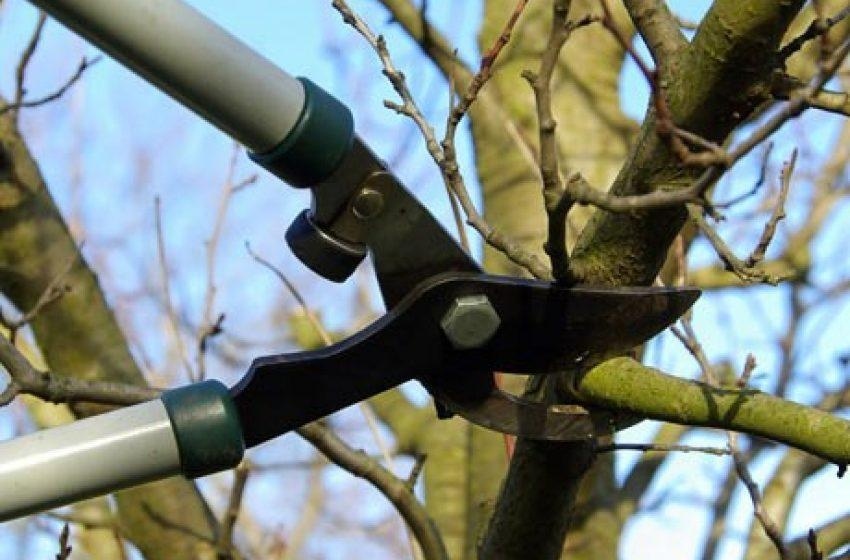 Poda e supressão de árvores: Desenvolvimento Sustentável orienta como realizar serviço da maneira correta