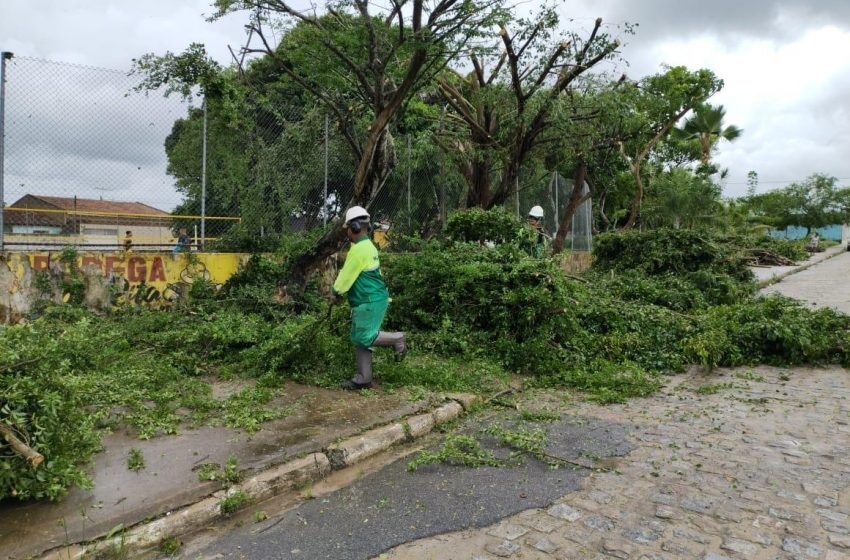 Prefeitura de Maceió orienta como solicitar poda de árvore de forma gratuita