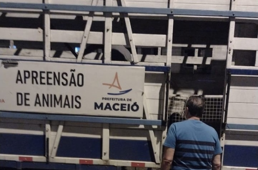 Vigilância de Zoonoses resgata animais em situação de maus-tratos na Cidade Universitária