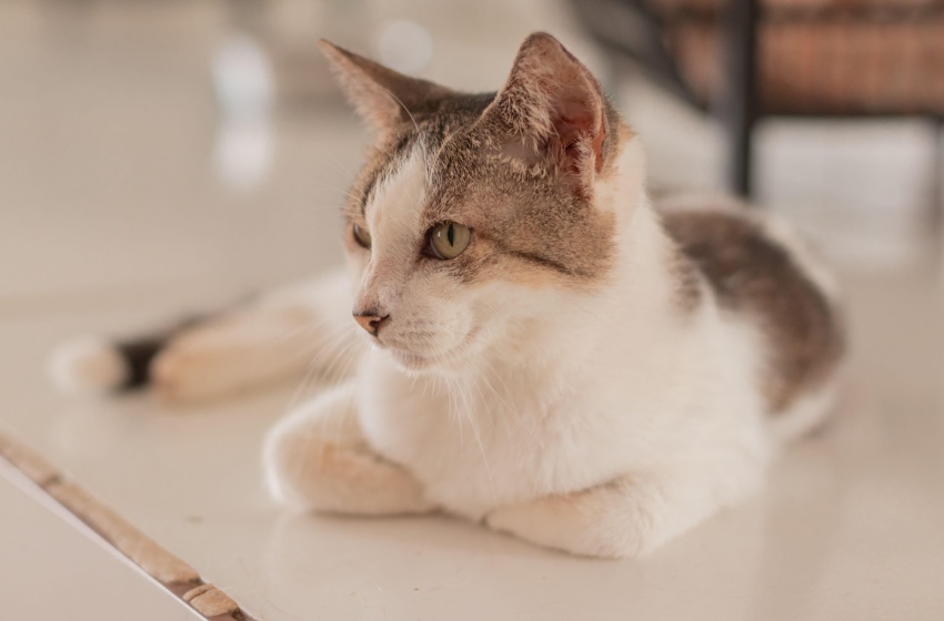 Gabinete da Causa Animal alerta sobre os cuidados ao deixar os pets sozinhos